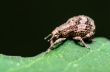 Macro Otiorhynchus Scaber or Weevil