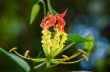 Gloriosa Superba or Climbing Lily flower