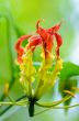 Gloriosa Superba or Climbing Lily flower