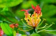 Gloriosa Superba or Climbing Lily flower