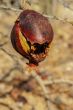 Pomegrante on Tree