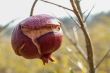 Single Pomegrante on Tree