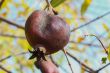 Pomegrante on Tree