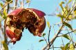 Pomegrante on Tree