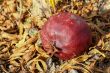 Pomegrante on Earth