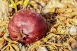 Pomegrante on Earth