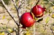 Pomegrante on Tree