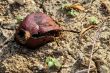 Pomegrante on Earth