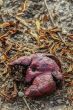 Pomegrante on Earth Revolation