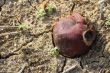Single Pomegrante on Earth