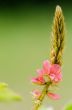 Small panicle of pink flower in meadow