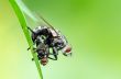 Flesh Fly mating