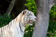 White Tiger