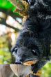 Asian Bearcat - Arctictis Binturong