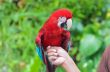 Green-Winged Macaw