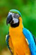 Blue and Gold Macaw colorful birds