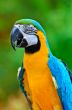 Blue and Gold Macaw colorful birds