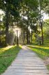 Pathways in tropical forests morning
