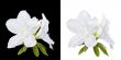 Rhododendron moulmeinene Hook flowers isolated on white and blac