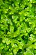 Selaginella kraussiana green small plant