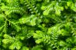 Selaginella kraussiana green small plant