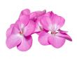 Pink Geranium ( Palargonium x hortorum ) flowers isolated on whi