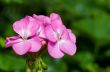 Pink Geranium flowers