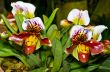 Slipper Orchid ( Paphiopedilum ) Exotic flowers