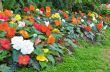 Begonia flower Garden