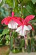 Lady`s Eardrops ( Fuchsia ) flowers