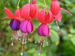Lady`s Eardrops ( Fuchsia ) flowers