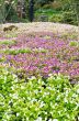 Wishbone Flower garden ( Torenia Fournieri Lindl )