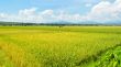 Landscape rice field