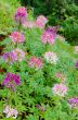 Garden flowers of Cleome with multi-colored