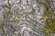 Texture of old wood