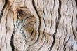 Texture of old wood