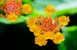 Small flowers of Lantana Camara