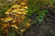 whole mushrooms in autumn