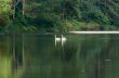 White swan and its mate are swimming in the lake