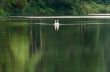 White swan and its mate are swimming in the lake