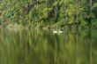 White swan and its mate are swimming in the lake