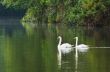 White swan and its mate are swimming in the lake