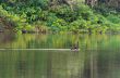 Black swan and its mate are swimming in the lake