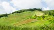 Farmland on the hill