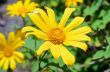Mexican Sunflower Weed, Flowers are bright yellow
