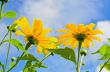 Mexican Sunflower Weed, Flowers are bright yellow
