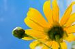 Close up Mexican Sunflower Weed, Flowers are bright yellow