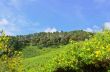 Scenic nature Doi Mae Uko mountain