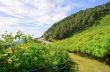 Scenic nature Doi Mae Uko mountain