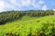 Scenic nature Doi Mae Uko mountain